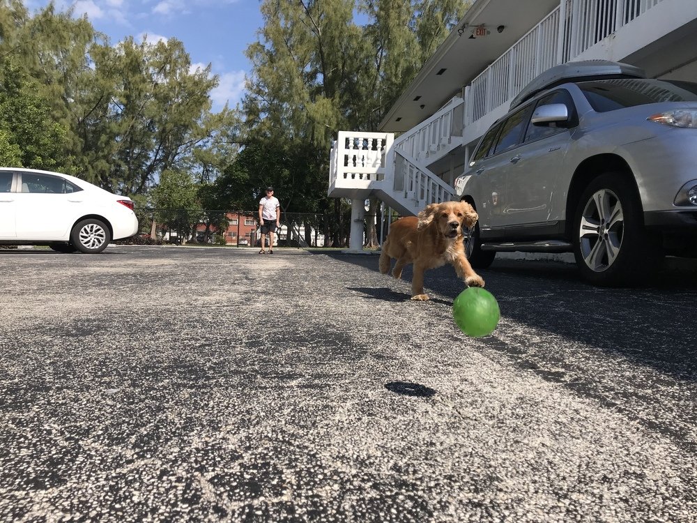 Кокки и мяч