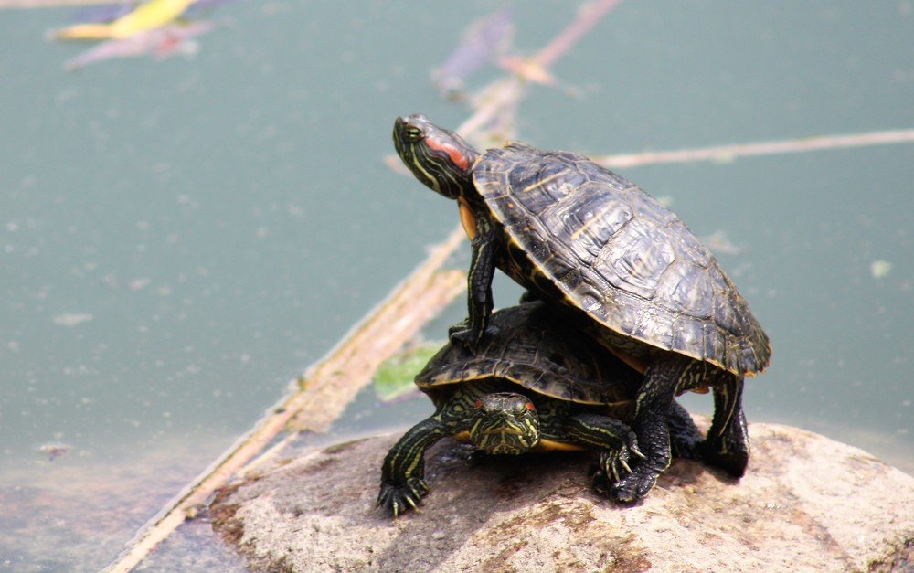 Photograph by CEM OĞUZ VUR