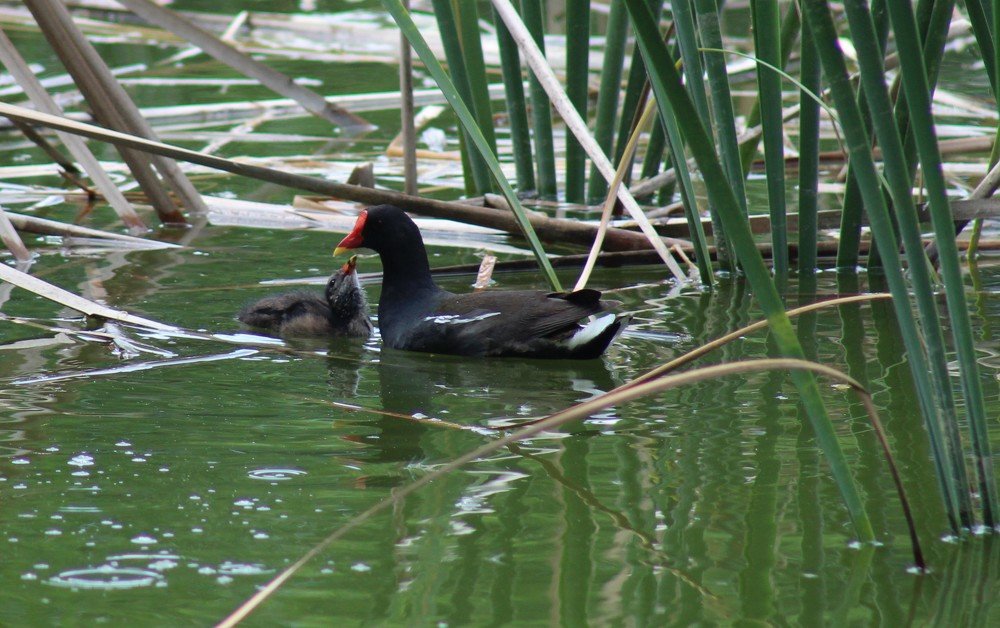Photograph by CEM OĞUZ VUR