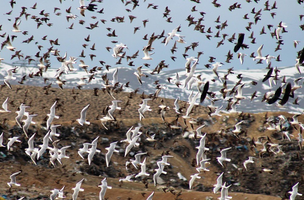 Photograph by CEM OĞUZ VUR