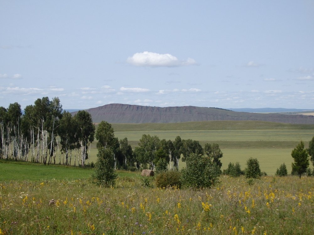 Берёзы Хакасии