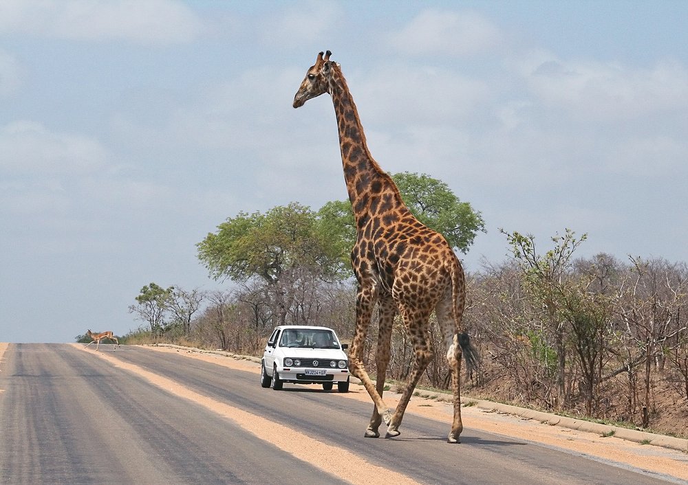 Ну куда ты без зебры!