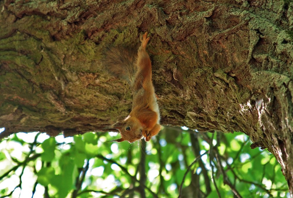 Акробатически-гастрономический этюд