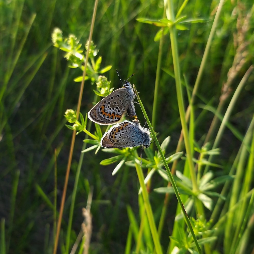 Photograph by Марина Сорокина