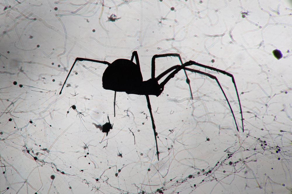 Photograph by Алексей Лунин