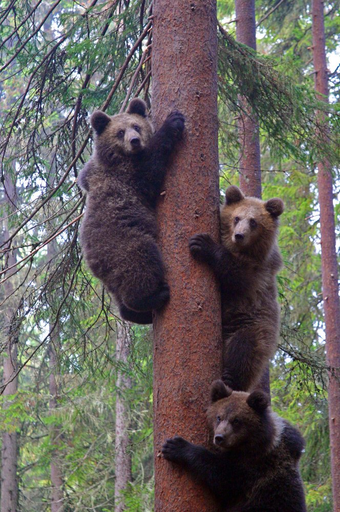 Утро в Карельском лесу.