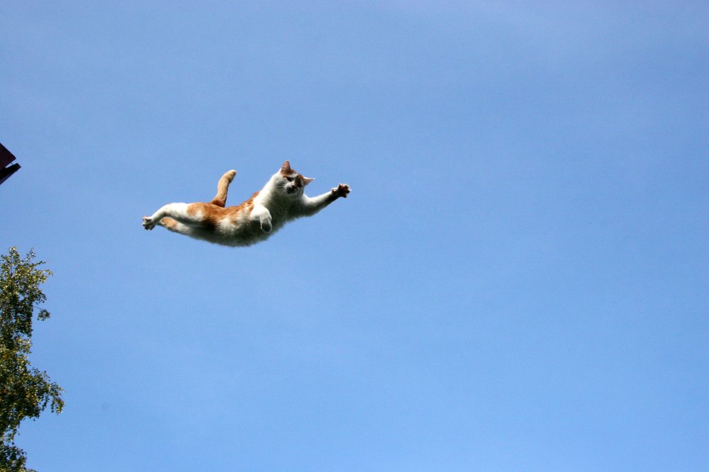 Про котика Роню 1