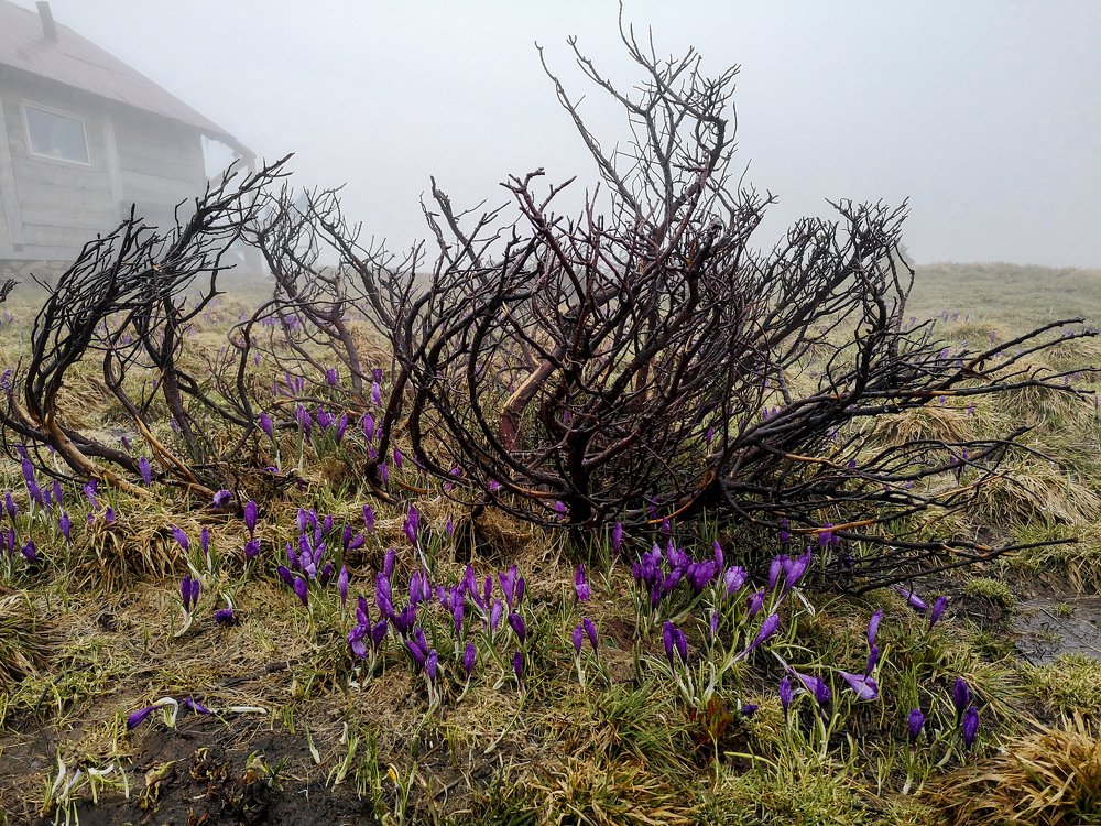 Photograph by Николай Ментюк