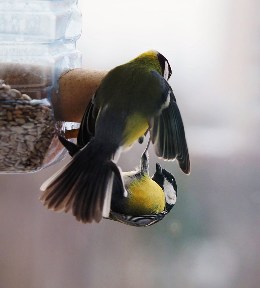 Photograph by Елена Ржевская