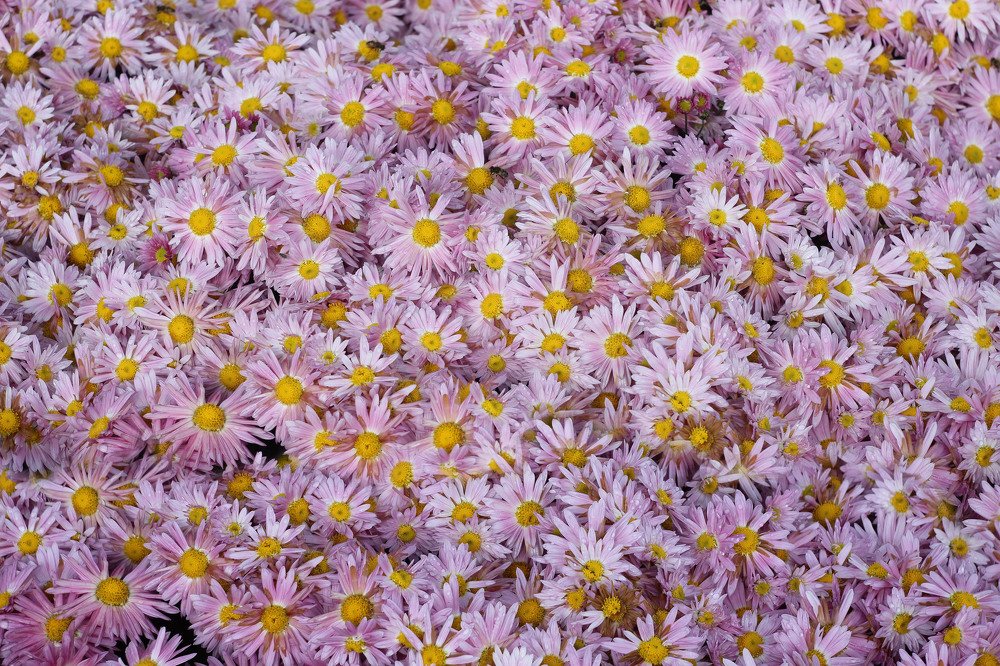 Хризантемы 1