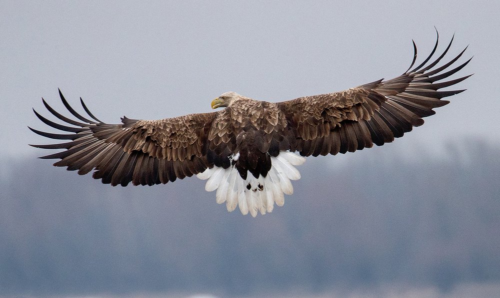 Распрямляя крылья