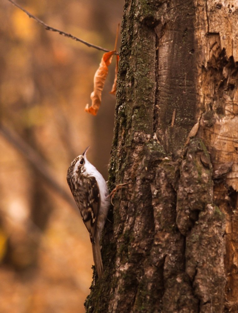 Photograph by Светлана Шибаршина