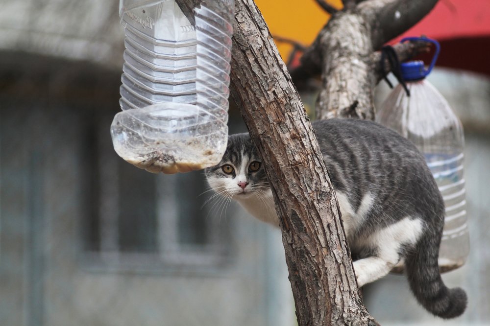 Фотография автора Дарина