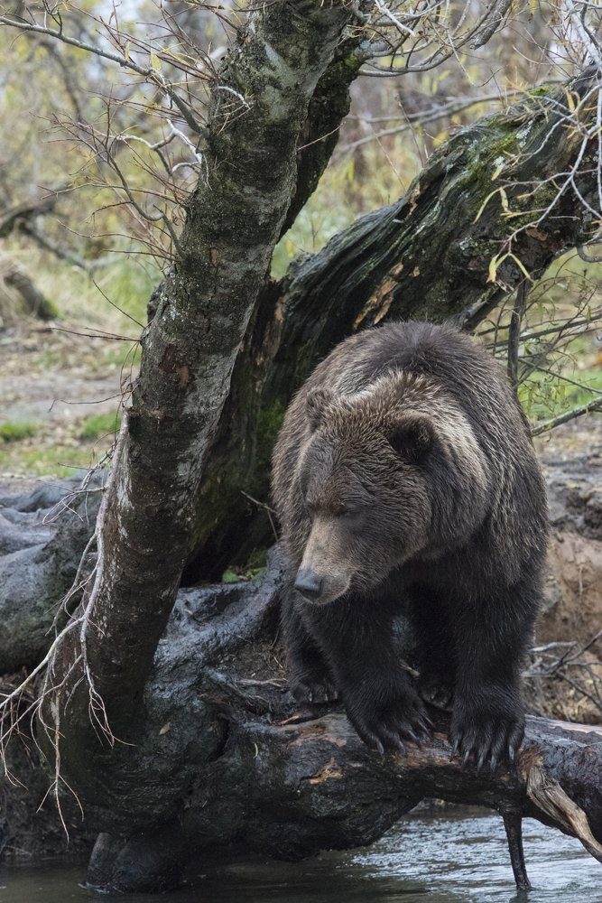 Медвежья рыбалка на Камчатке / Kamchatka bear fishing