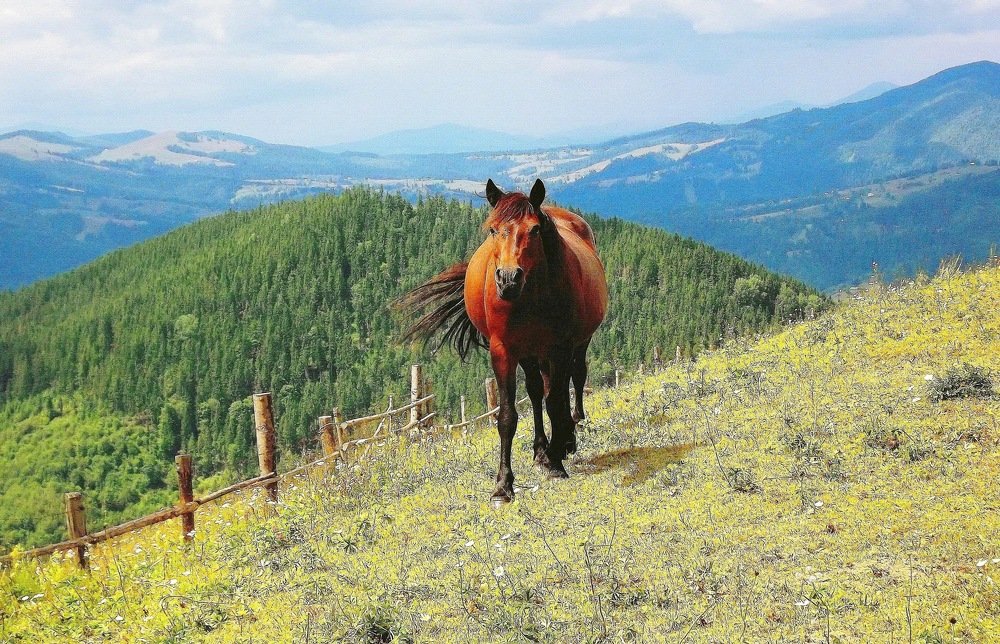 Встреча в горах