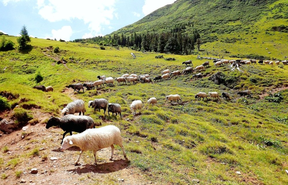 Горные овцы