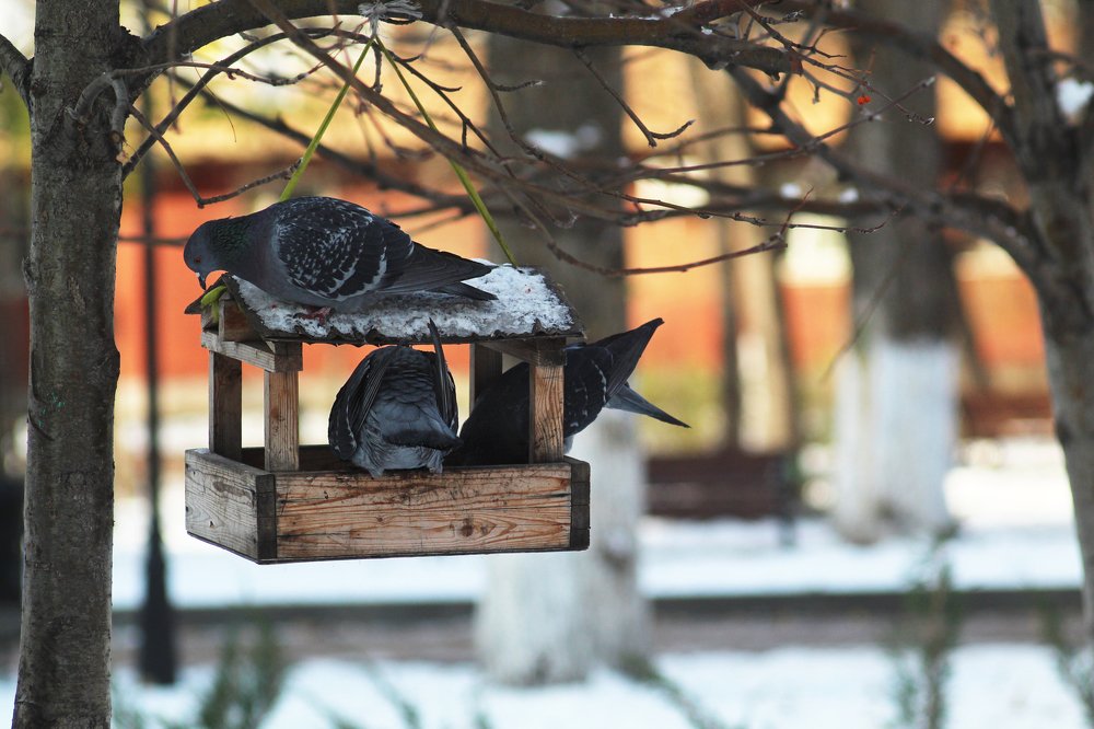 Фотография автора Дарина