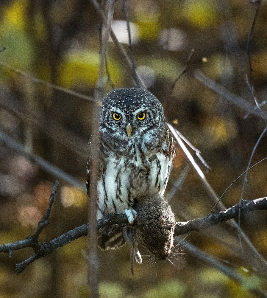 Photograph by Елена Ржевская