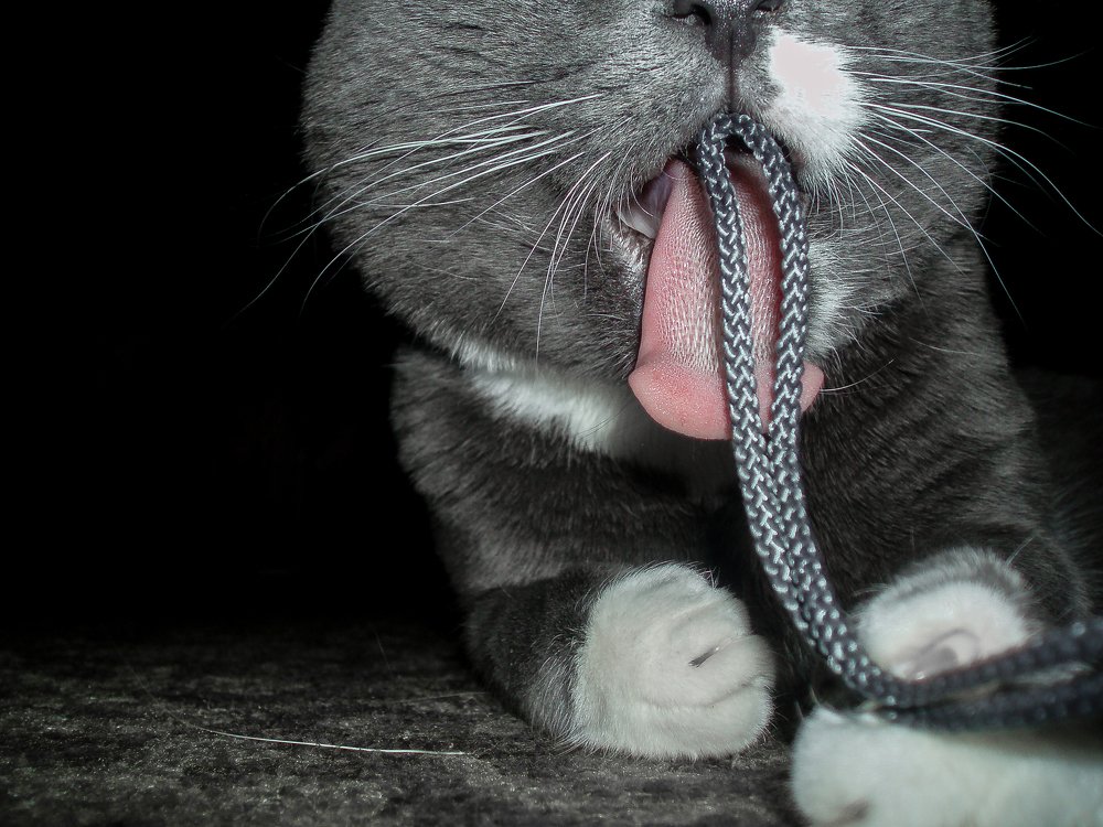 Photograph by Alla Matrosova