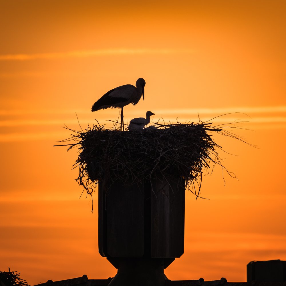 ¿Las situaciones embarazosas las trae la cigüeña? (Mafalda)