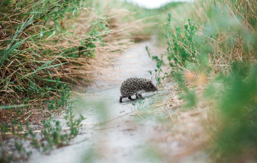 hedgehog