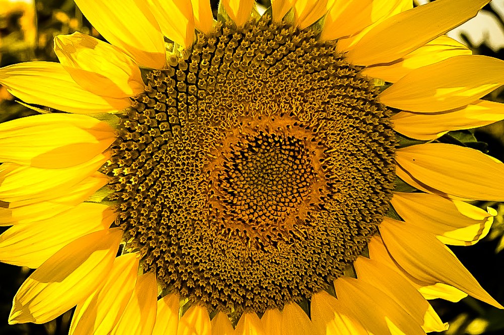 Photograph by Szilveszter Zoltan