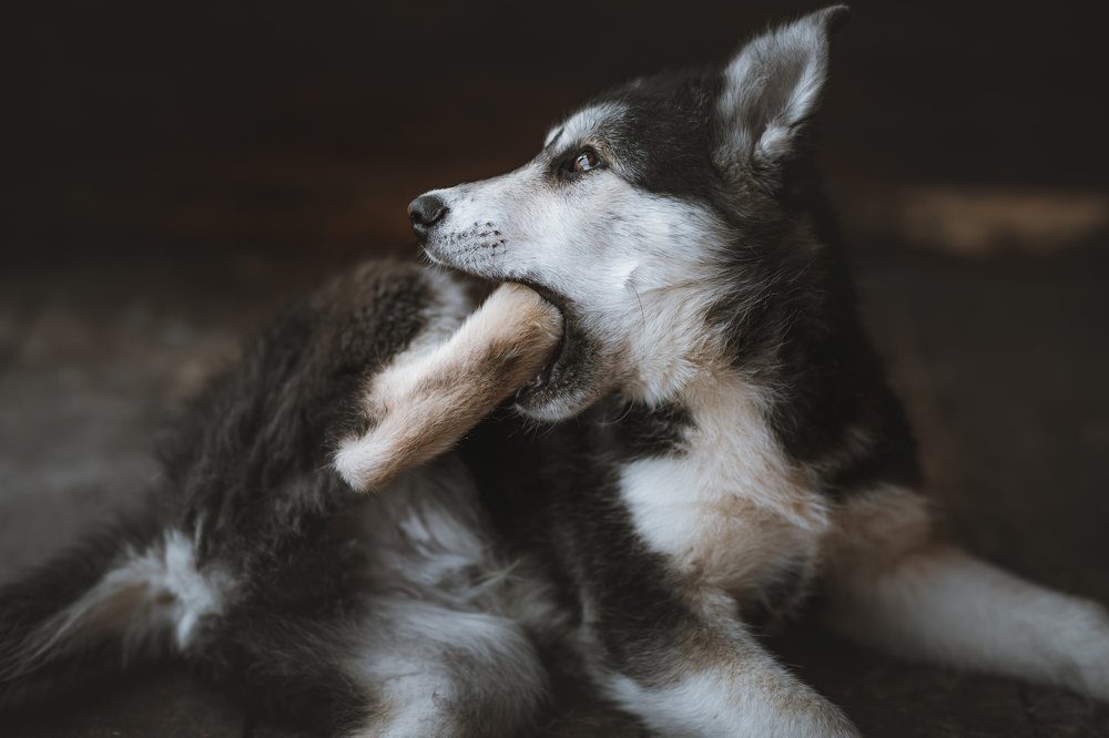 Photograph by Леонид Игнатов