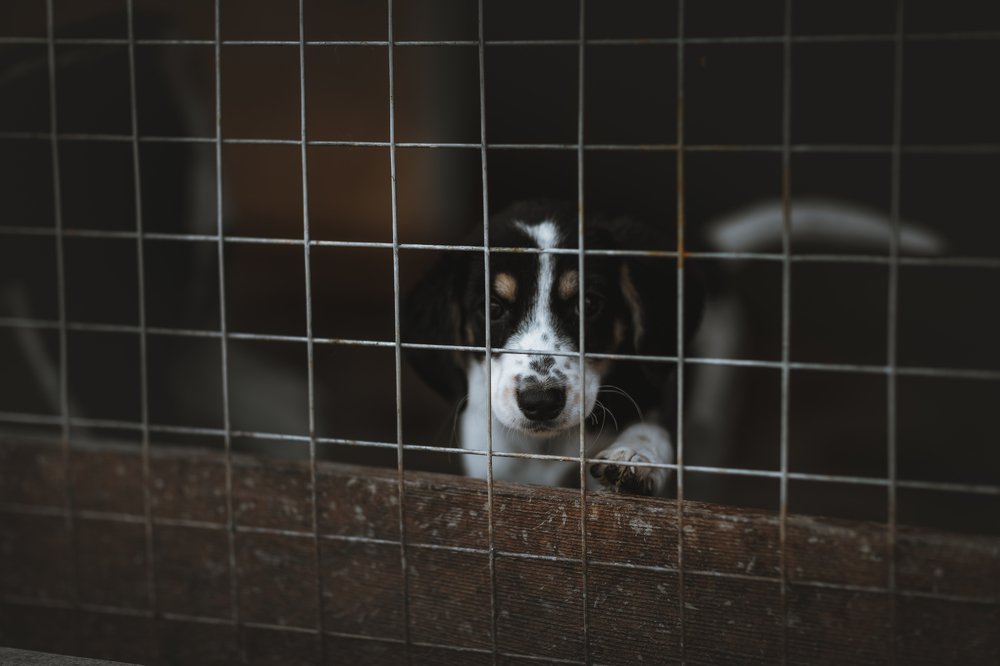 Photograph by Леонид Игнатов