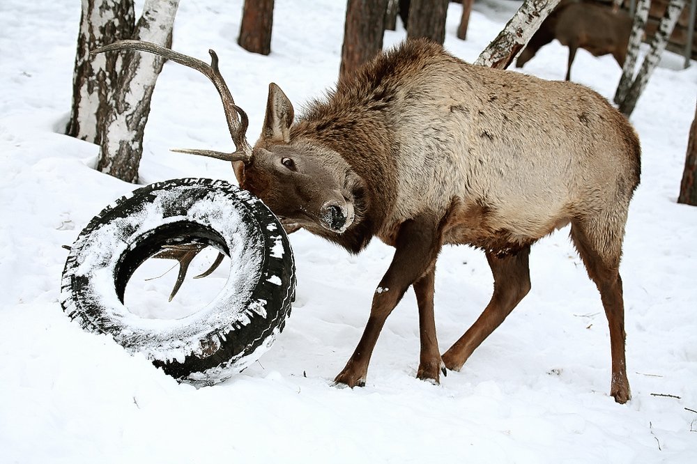 Не превращайте лес в помойку!