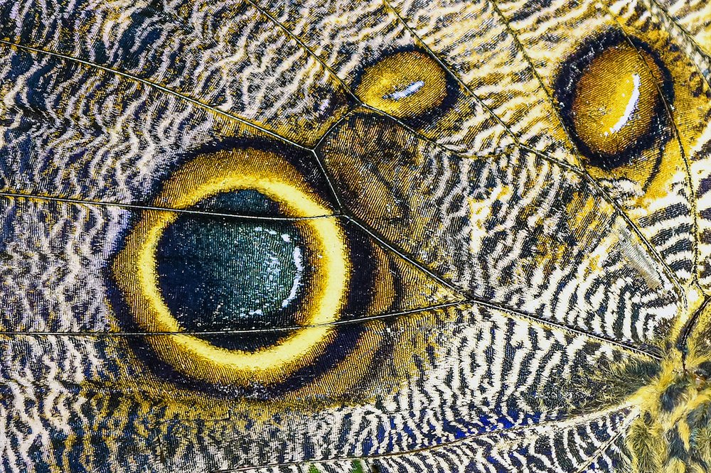 Фотография автора Владимир Пронин