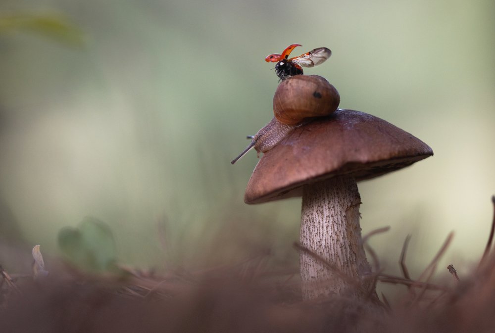 Photograph by Людмила Гудина