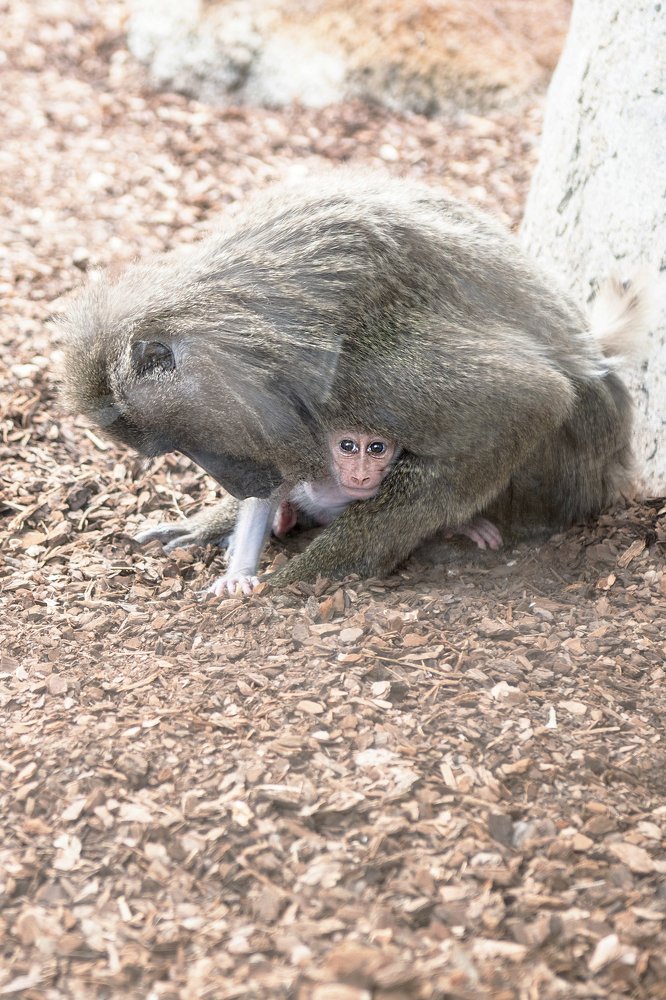 Photograph by Karen Khachaturyants
