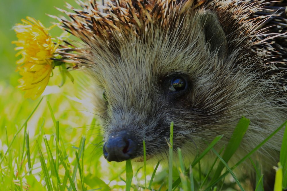 Лесная красотка