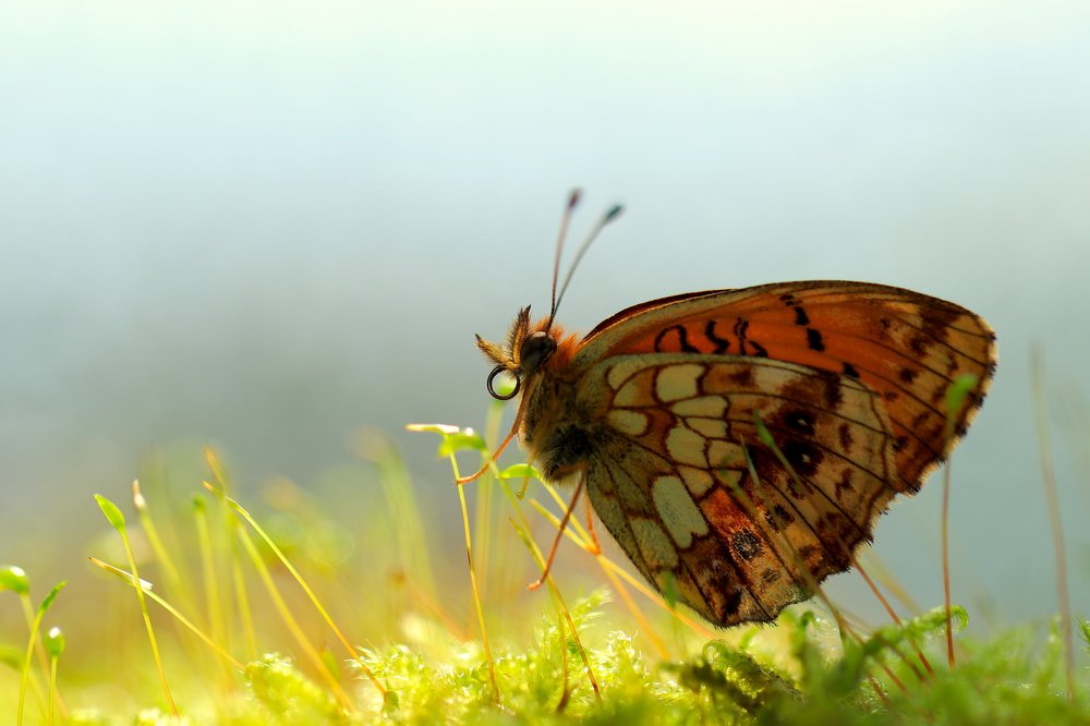 На ходулях.