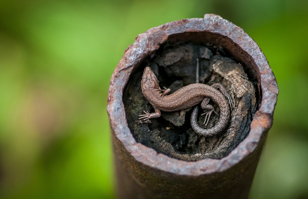 Живая брошь.