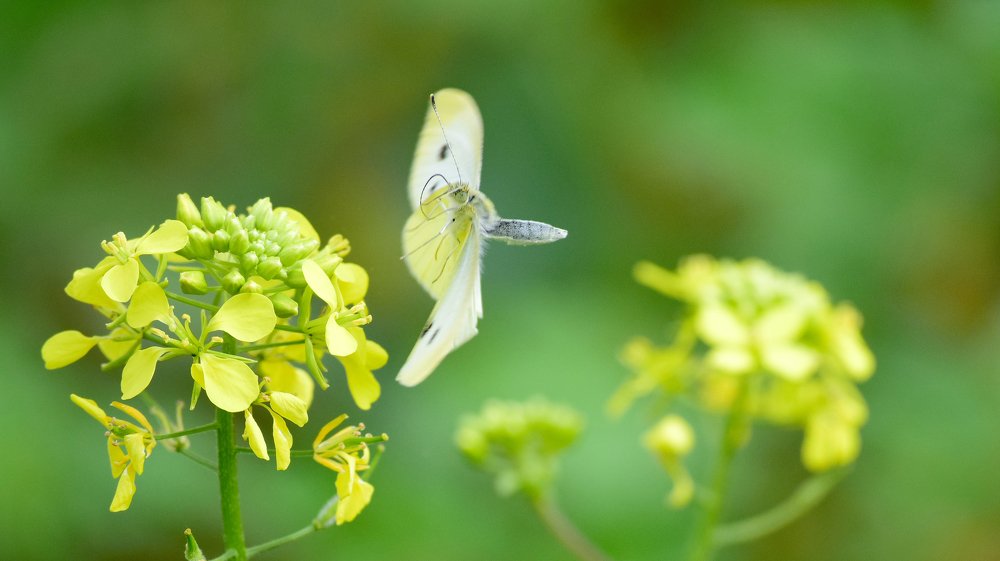 Large White butterfly touching down a rape seed flower