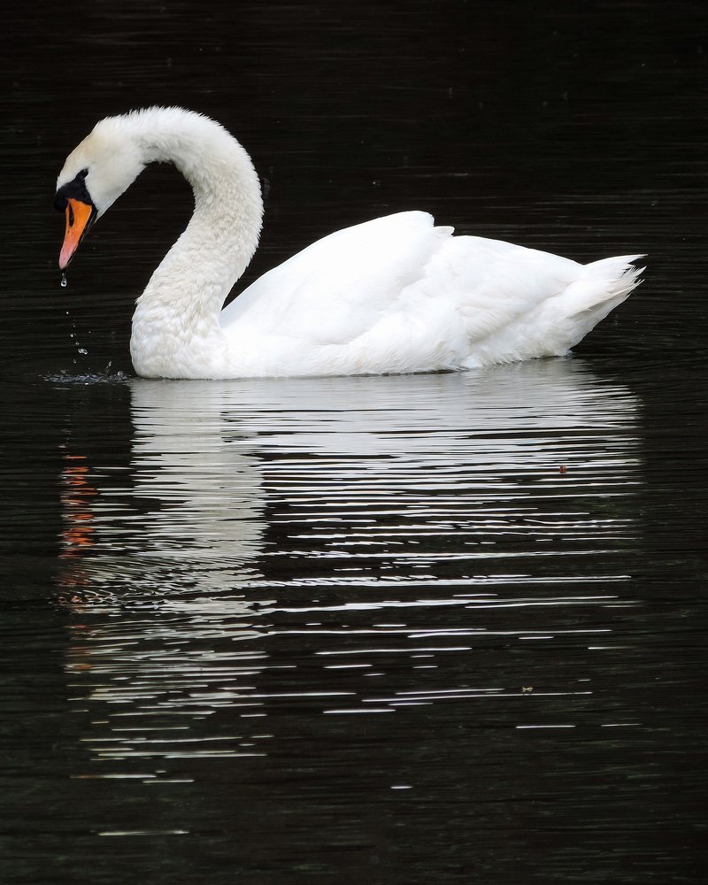 Beautiful mute swan with a droplet