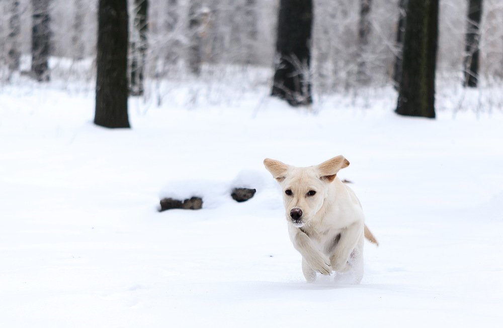 Photograph by Сергей Масленников