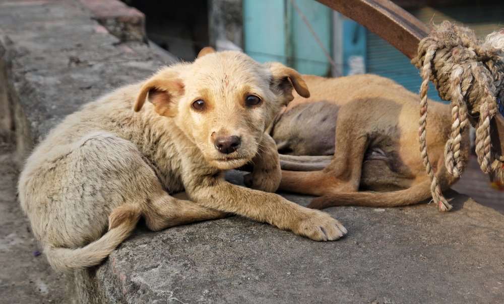 Photograph by DHIRAJ GOSWAMI