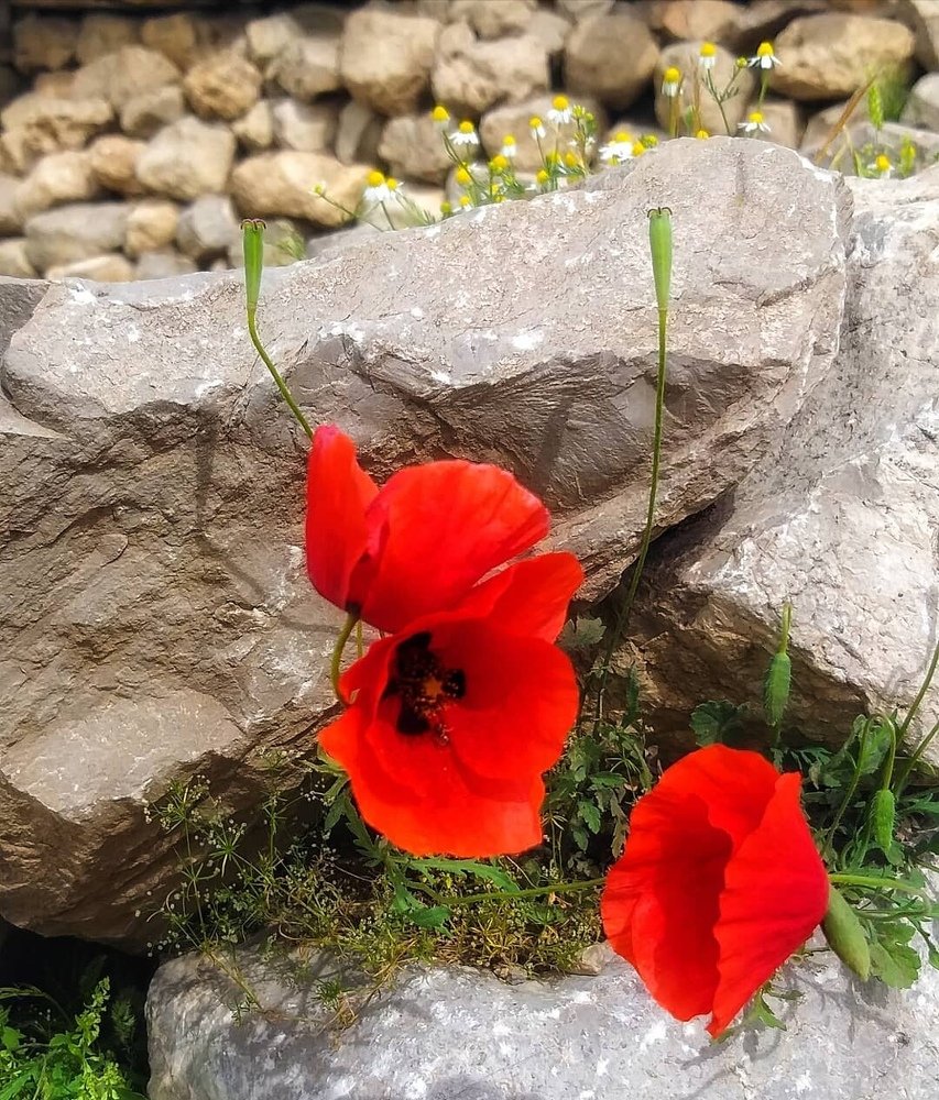 Photograph by Soleimani Hoda