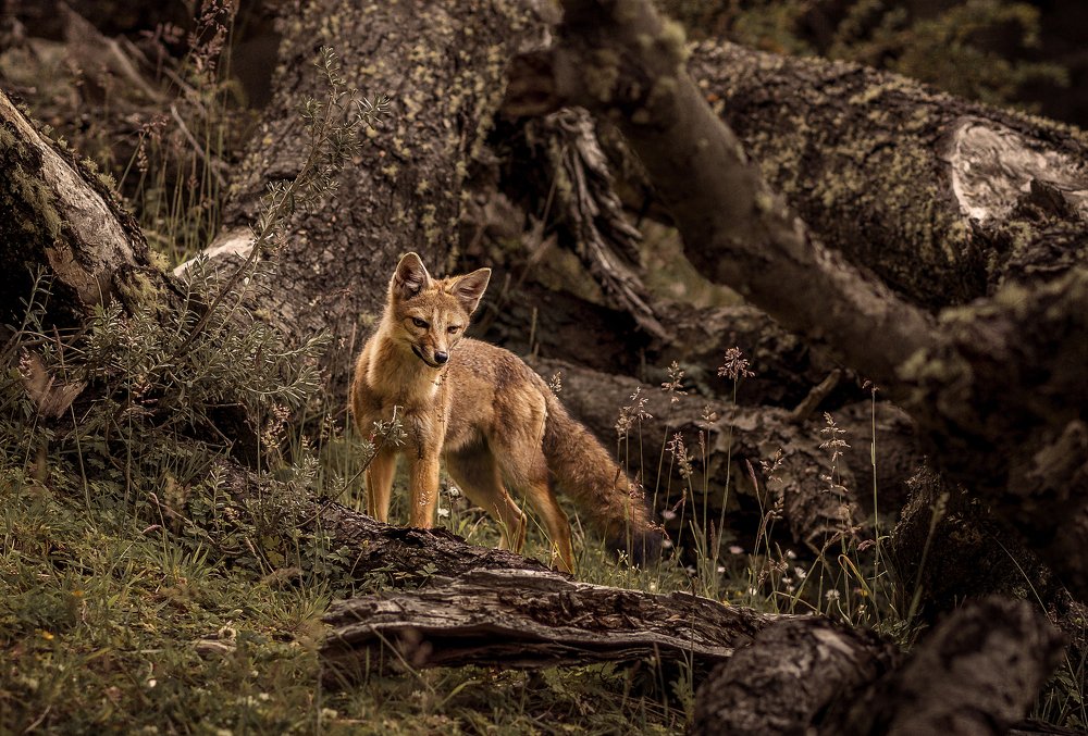 Photograph by Amalia Zilio