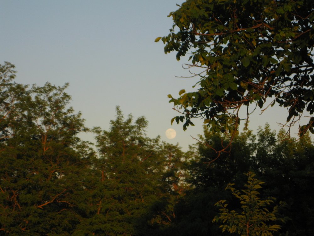 Photo #3888198
