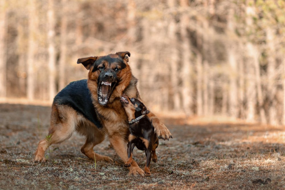 Рокки и Джимми