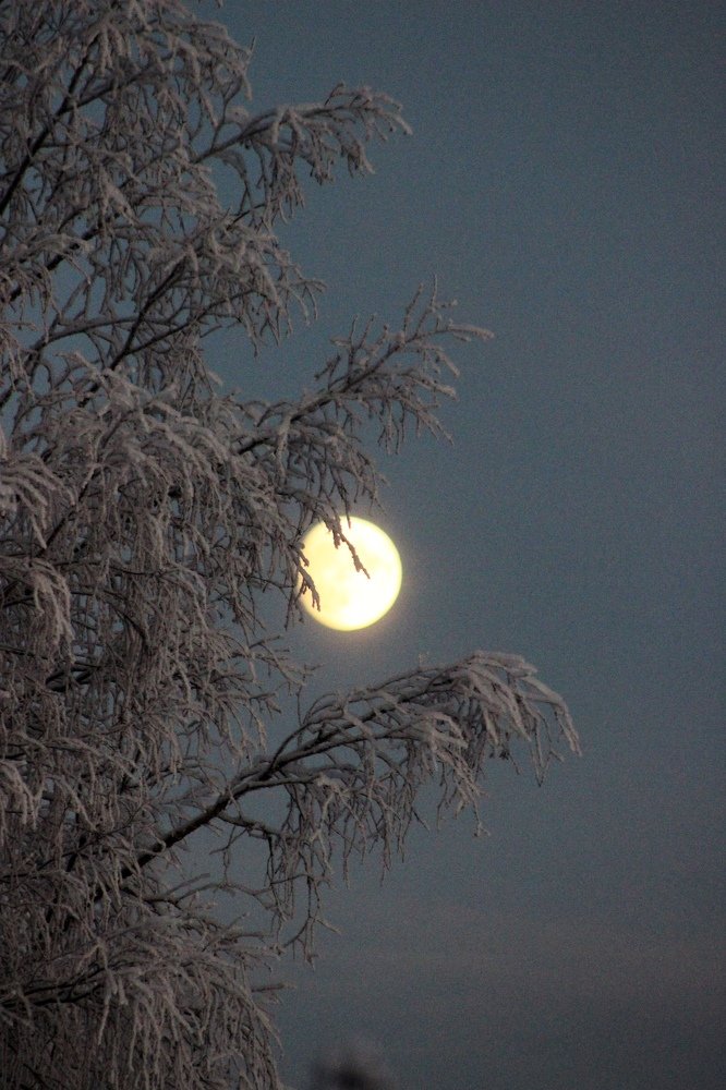 За березкой