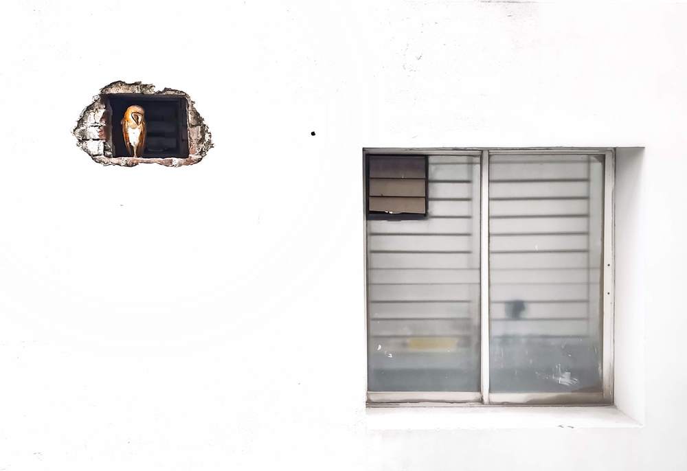Shelter