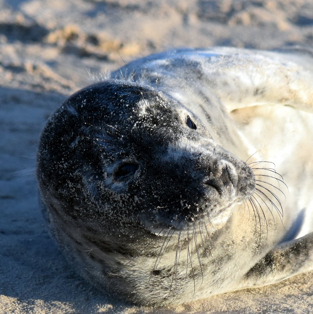 Выживание тюленей в дикой природе / Seal Survival in the Wild