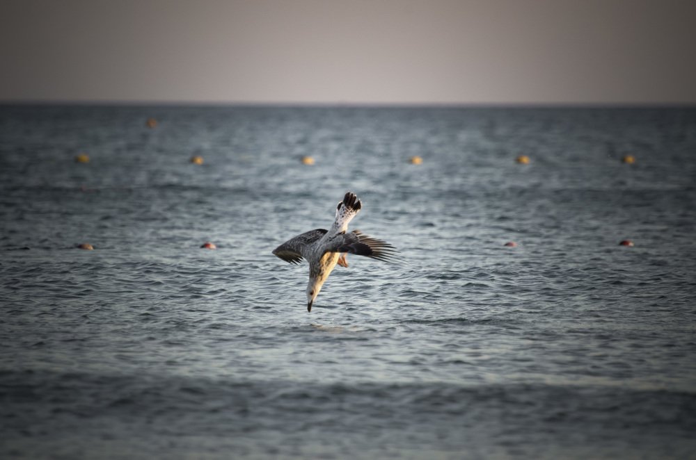 Photograph by Василий Рогачёв