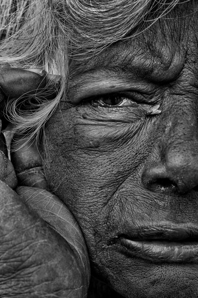 Eye and the Housefly