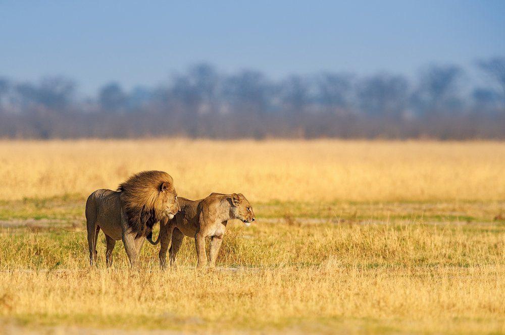 Фотография автора Vishnu Gopal