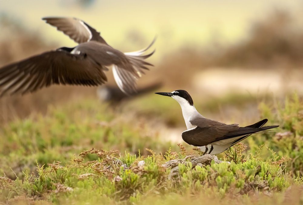 Фотография автора Vishnu Gopal